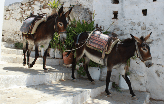 Sayin of the day: El burro delante para que no se espante - Easy Español