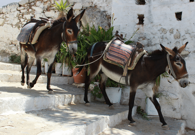 Sayin of the day: El burro delante para que no se espante - Easy Español