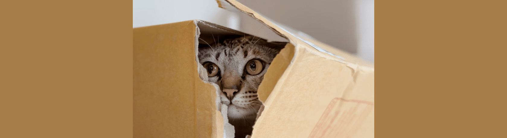 Saying of the Day: Aquí hay gato - Easy Español