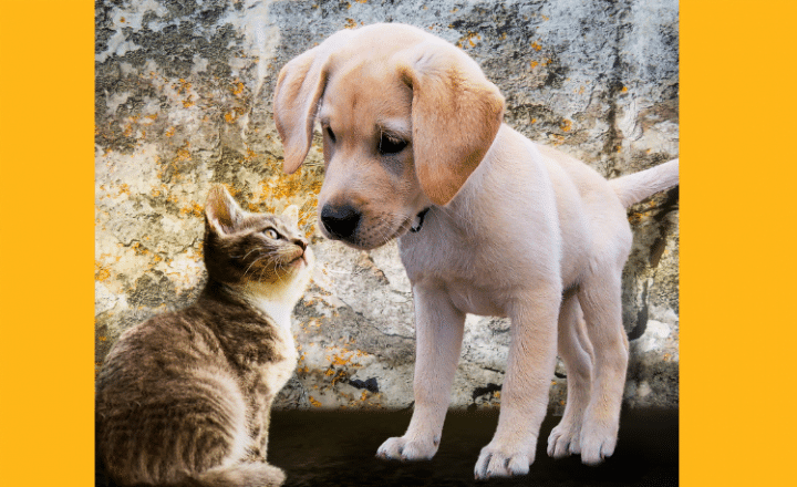 How can I tell 'ser' and 'estar' apart? - Easy Español