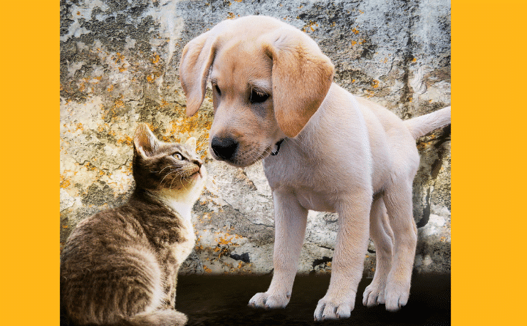 How can I tell 'ser' and 'estar' apart? - Easy Español