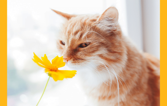 Spanish verbs for the five senses - Easy Español