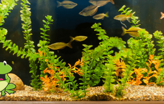 Saying of the day: Más ordinario que un sapo en un acuario - Easy Español